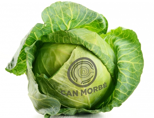 COL LISA – CAN MORBÉ