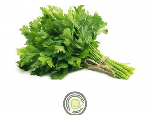 PEREJIL – CAN MORBÉ
